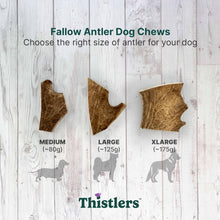 Thistlers Fallow Antler Dog Chew - Extra Large
