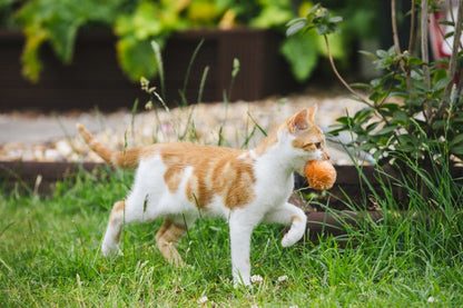 Little Petface Cat Toy - Pom Pom