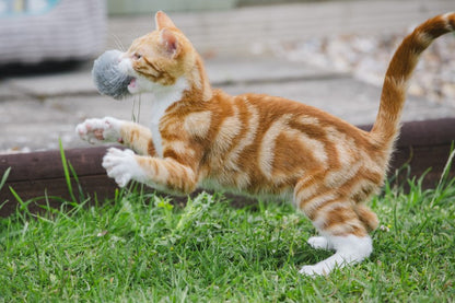 Little Petface Cat Toy - Pom Pom