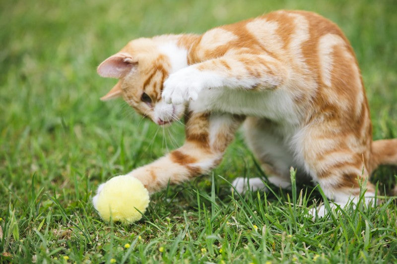 Little Petface Cat Toy - Pom Pom