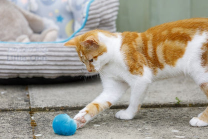 Little Petface Cat Toy - Pom Pom