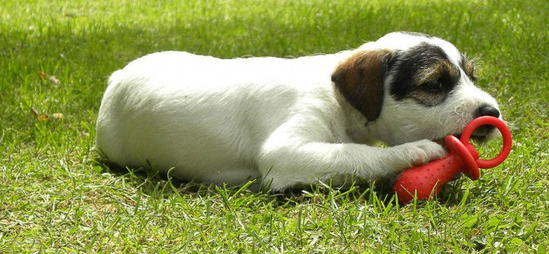 Little Petface Puppy Dog Toy - Puppy Pack