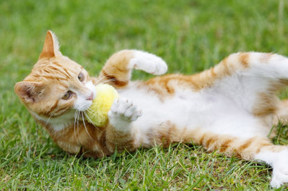 Little Petface Cat Toy - Pom Pom