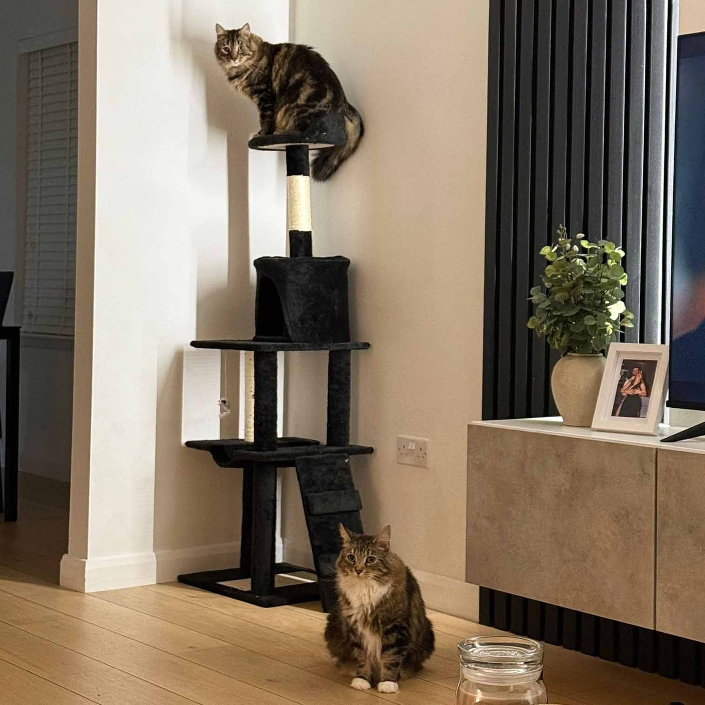 Purrshire Adventure Cat Activity Centre