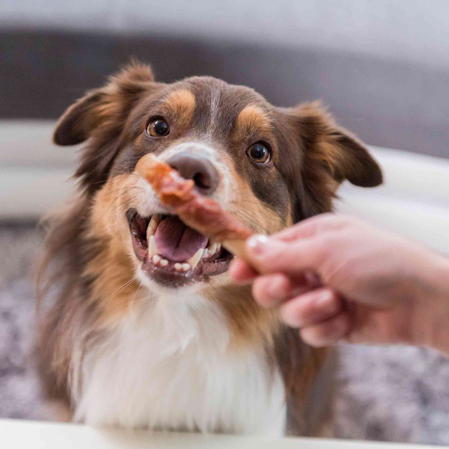 SmartBones Chicken Wrapped Mini Sticks Adult Dry Dog Treats - 9 Sticks