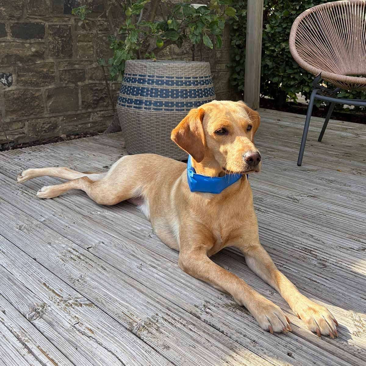 Danish Design Pet Cooling Collar - Large