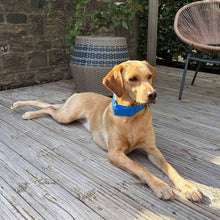 Danish Design Pet Cooling Collar - Large