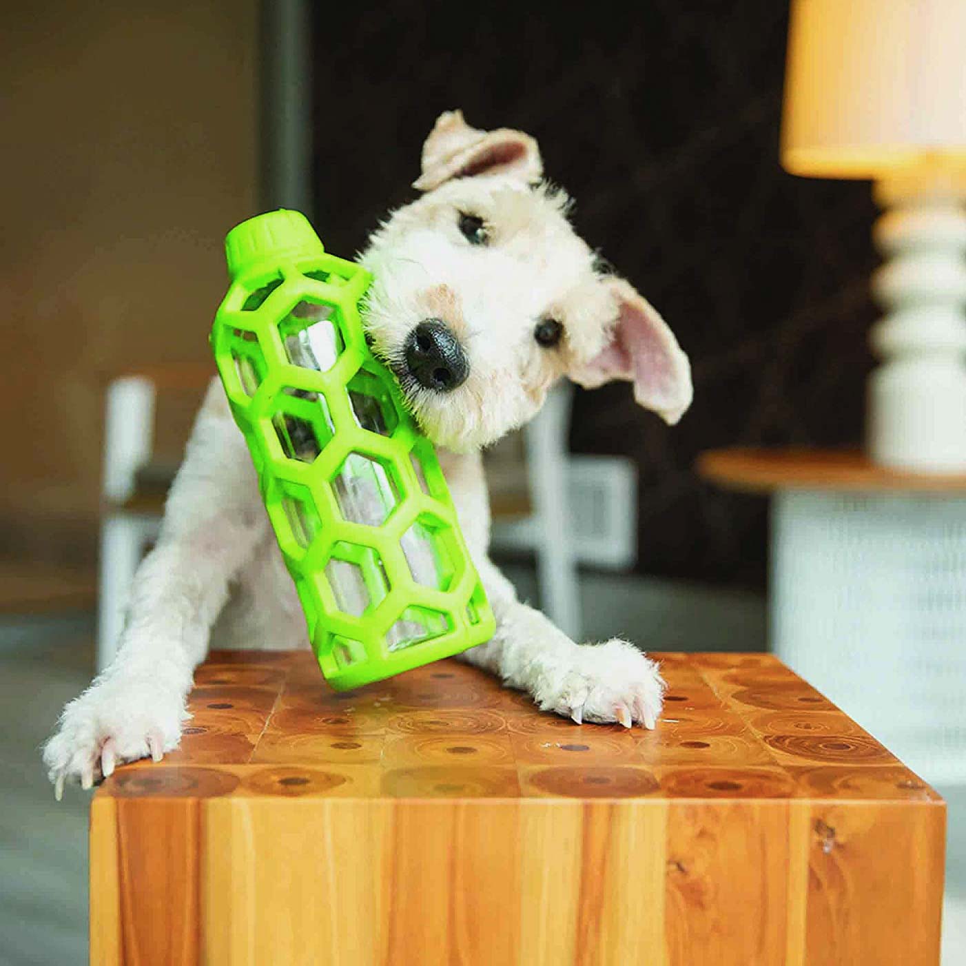 JW Hol-ee Water Bottle Dog Toy - Medium