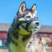Baskerville INVISA Dog Muzzle - Size 6
