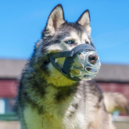 Baskerville INVISA Dog Muzzle - Size 6