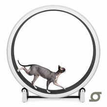 One Fast Cat Exercise Wheel - Gen 7 - 48 inches - White