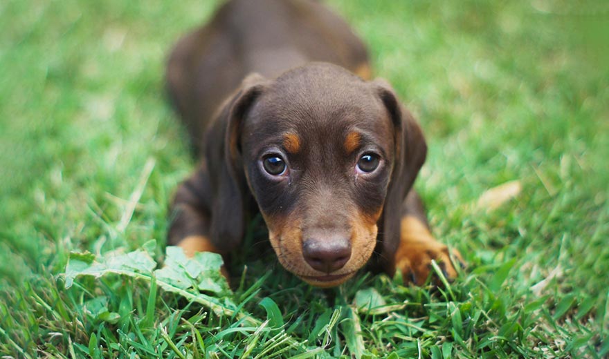 Dachshund puppy lying on grass