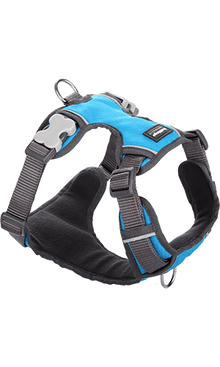 Padded Dog Harness - Turquoise